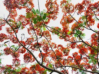 大型3D动漫MMORPG端游 于8月25日强势登陆Steam